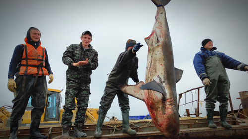 Акула на камчатке Поймали акулу, акула на охотском море
