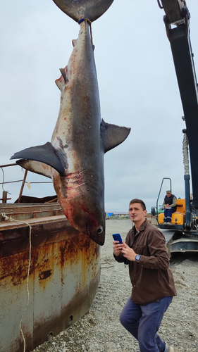 Камчатская Акула Акула на камчатке, камчатка акула